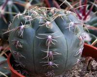 Gymnocalycium erinaceum v. paucisquamosum GPR-193-587